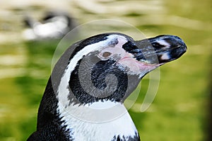 Humboldt Penguin