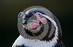 Humboldt penguin