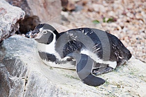 Humboldt penguin