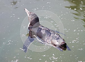 Humboldt penguin