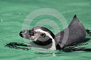 Humboldt Penguin