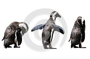 Humboldt Penguin