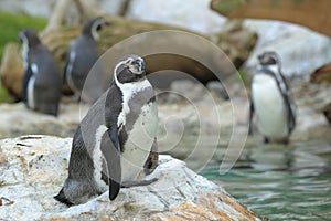 Humboldt Penguin