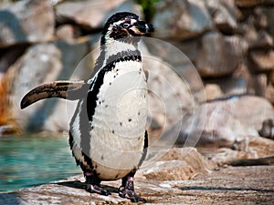 Humboldt Penguin