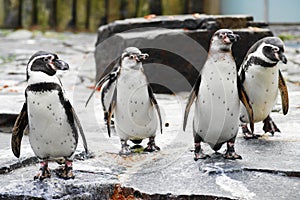 Humboldt penguin