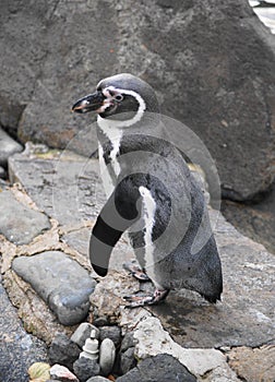 Humboldt Penguin