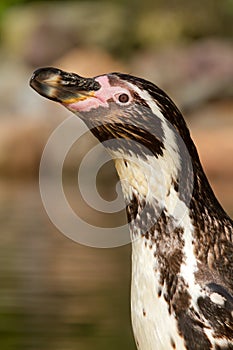 A Humboldt penguin