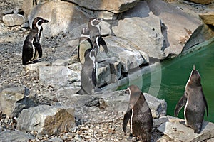 Humboldt penguin