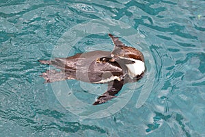 Humboldt penguin