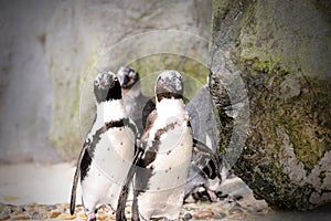 Humboldt Penguin