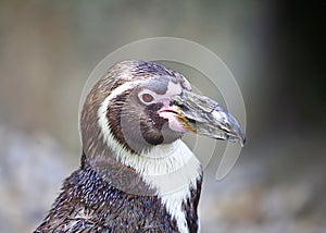 Humboldt Penguin