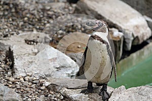 Humboldt penguin