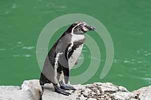 Humboldt penguin