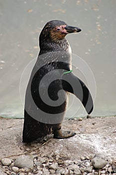 Humboldt penguin