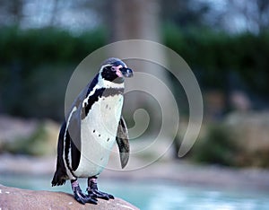 Humboldt penguin