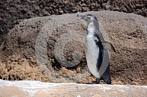 Humboldt Penguin