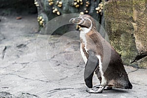 Humboldt penguin