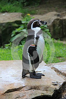 Humboldt penguin