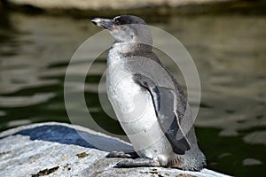 The Humboldt Penguin