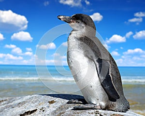 The Humboldt Penguin