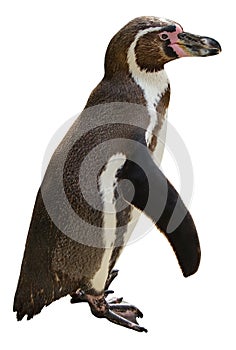 Humboldt penguin