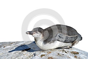 The Humboldt Penguin