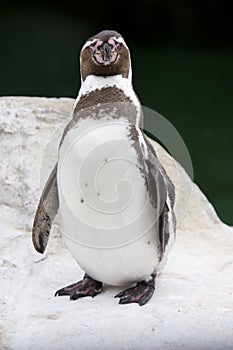 Humboldt Penguin photo