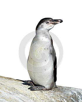 The Humboldt Penguin