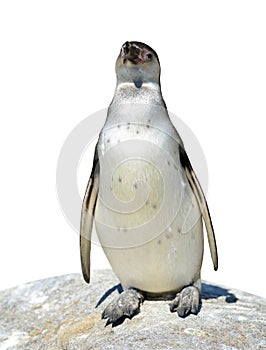 The Humboldt Penguin