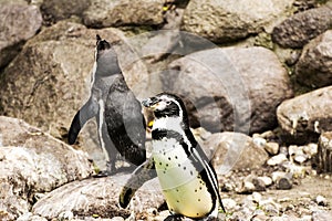 Humboldt Penguin