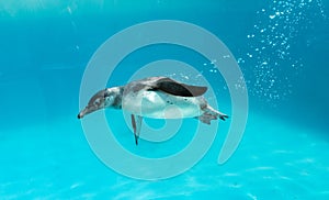 Humboldt Penguin