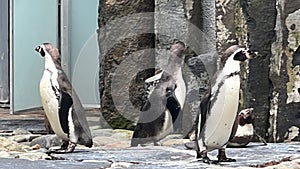 Humboldt Penguin in an Aquarium