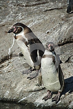 Humboldt penguin in Atlanterhavsparken