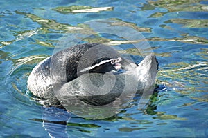 Humboldt penguin in Atlanterhavsparken