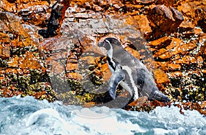 Humboldt penguin in the Ballestas Islands - 18 -Peru