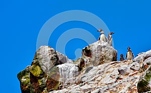 Humboldt penguin in the Ballestas Islands - 29-Peru