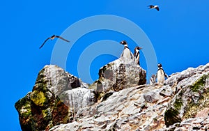 Humboldt penguin in the Ballestas Islands - 31-Peru