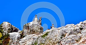 Humboldt penguin in the Ballestas Islands - 35-Peru