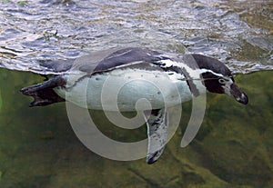 Humboldt penguin bird spectacle Chile Peru flightless