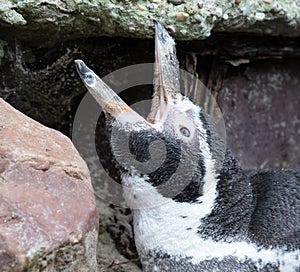 Humboldt penguin calling