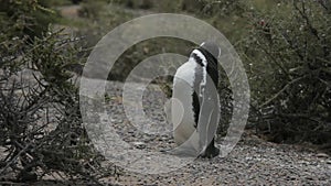 Humboldt Penguin cleaning its feathers between two wild bushes