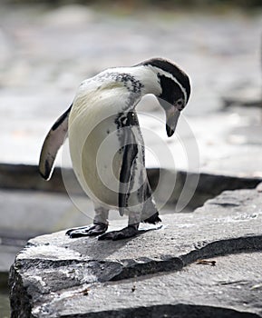 Humboldt Penguin cleans feathers