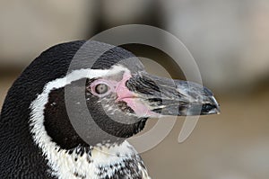 Humboldt Penguin Close Up