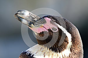 Humboldt Penguin Close Up