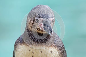 Humboldt penguin close up.