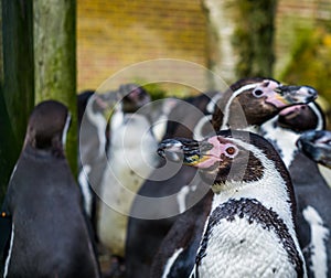 Humboldt penguin in close up with a large colony of penguins in the background, Threatened bird with vulnerable status