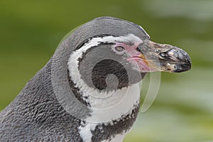 Humboldt penguin