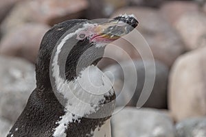 Humboldt penguin