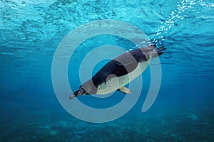 Humboldt penguin diving underwater