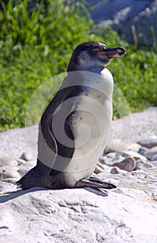 The Humboldt penguin is a flightless bird beak Chile Peru